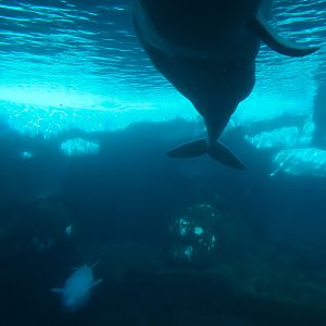 Wild Arctic - Beluga Whale Exhibit