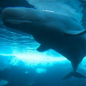 Wild Arctic - Beluga Whale Exhibit