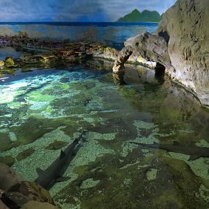 Shark Encounter - Exhibit 1