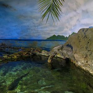 Shark Encounter - Exhibit 1