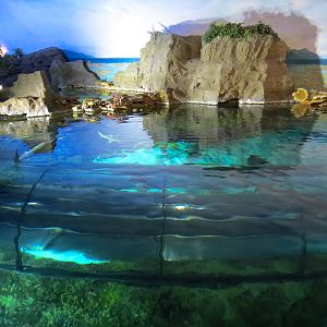 Shark Encounter - Exhibit 2