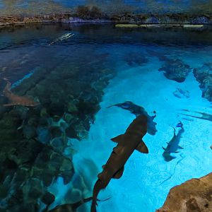 Shark Encounter - Exhibit 2