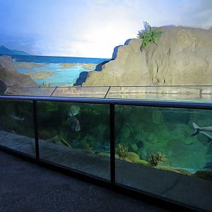 Shark Encounter - Exhibit 3