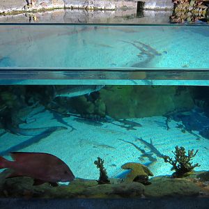 Shark Encounter - Exhibit 3