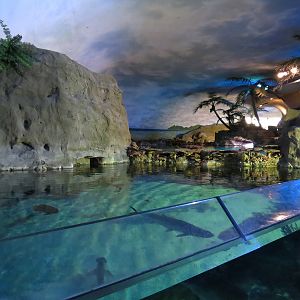 Shark Encounter - Exhibit 3