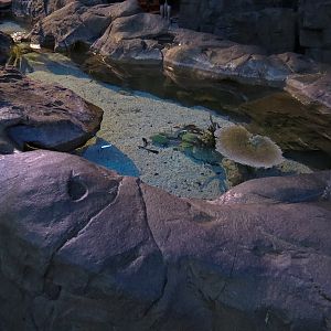 Shark Encounter - Exhibit 4