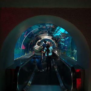 Shark Encounter - Exhibit 2 Underwater Tunnel