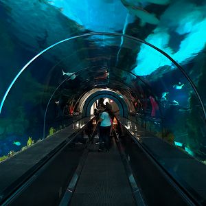 Shark Encounter - Exhibit 2 Underwater Tunnel