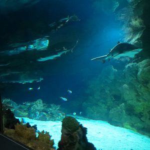 Shark Encounter - Exhibit 2 Underwater Tunnel