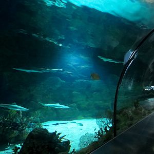 Shark Encounter - Exhibit 2 Underwater Tunnel