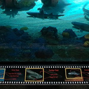 Shark Encounter - Exhibit 2