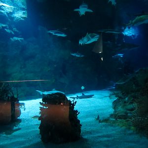 Shark Encounter - Exhibit 2