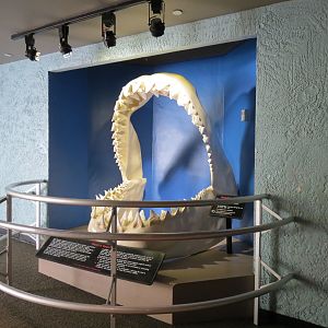 Shark Encounter - Exit - Simulated Megalodon Jaws