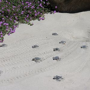 Turtle Reef - Simulated Turtle Hatchlings