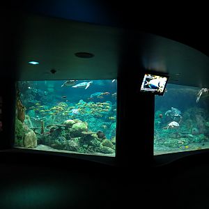 Turtle Reef