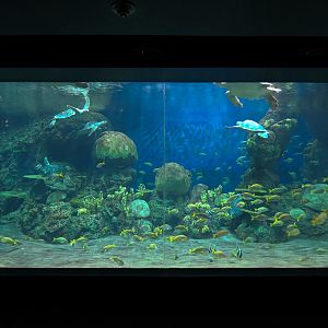 Turtle Reef