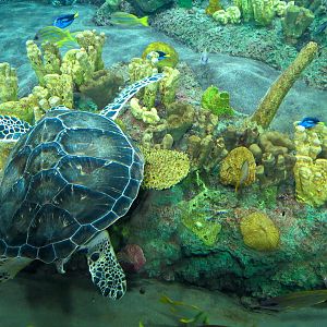 Turtle Reef