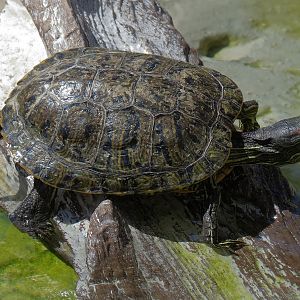 Shipwreck Rapids - Freshwater Turtle Exhibit - Unsigned