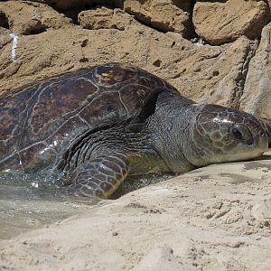 Shipwreck Rapids - Sea Turtle Exhibit 1