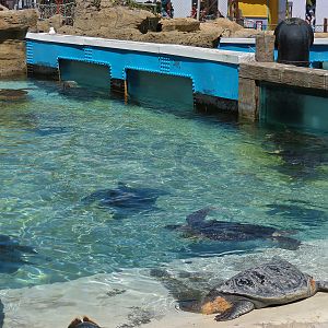 Shipwreck Rapids - Sea Turtle Exhibit 2
