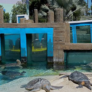 Shipwreck Rapids - Sea Turtle Exhibit 2