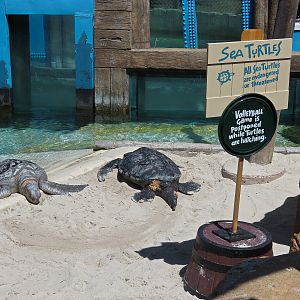 Shipwreck Rapids - Sea Turtle Exhibit 2