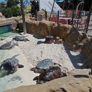 Shipwreck Rapids - Sea Turtle Exhibit 2
