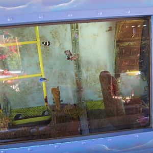 Shipwreck Rapids - Shipwreck Reef Cafe - Aquarium - Unsigned