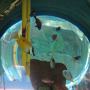 Shipwreck Rapids - Shipwreck Reef Cafe - Aquarium - Unsigned