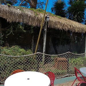 Shipwreck Rapids - Shipwreck Reef Cafe - African Pygmy Goose Exhibit