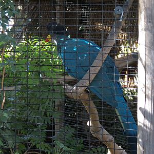 Shipwreck Rapids - Shipwreck Reef Cafe - Great Blue Turaco Exhibit