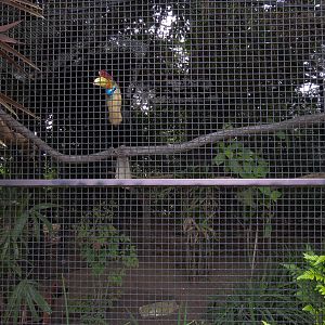 Shipwreck Rapids - Shipwreck Reef Cafe - Knobbed Hornbill Exhibit
