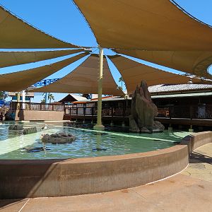 Manta - Bat Ray Feeding