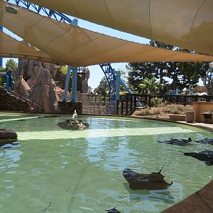 Manta - Bat Ray Feeding