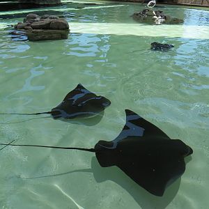 Manta - Bat Ray Feeding