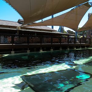 Manta - Bat Ray Feeding