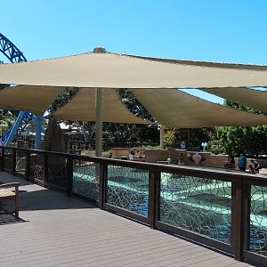 Manta - Bat Ray Feeding