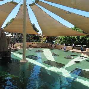 Manta - Bat Ray Feeding