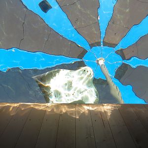 Manta - Bat Ray Aquarium Underwater Viewing