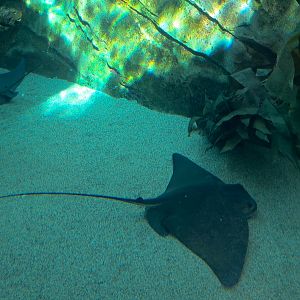Manta - Bat Ray Aquarium Underwater Viewing