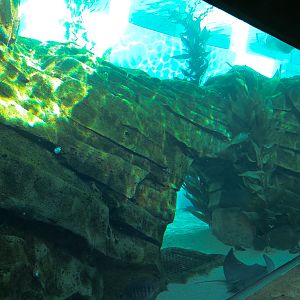 Manta - Bat Ray Aquarium Underwater Viewing