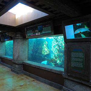 Manta - Bat Ray Aquarium Underwater Viewing
