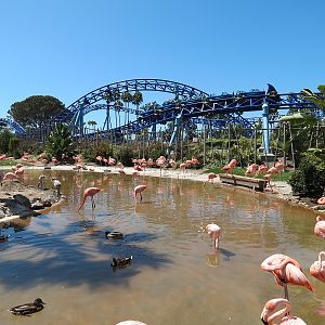 Manta - Caribbean Flamingo Exhibit