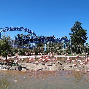 Manta - Caribbean Flamingo Exhibit