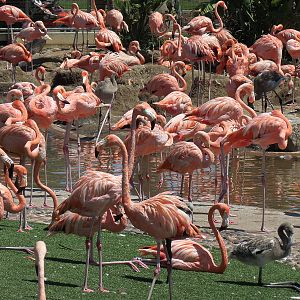 Manta - Caribbean Flamingo Exhibit