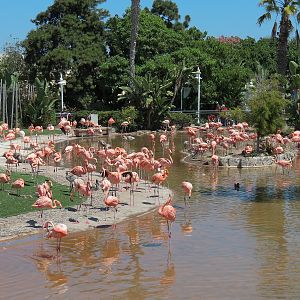Manta - Caribbean Flamingo Exhibit
