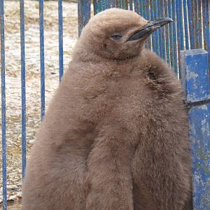 King penguin chick