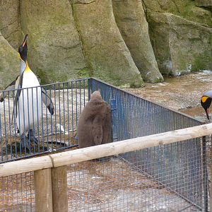 King penguins