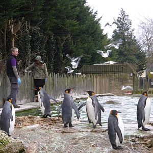 Penguin feeding