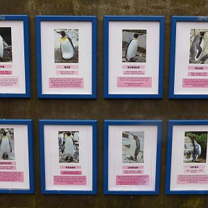Details of the 8 male king penguins